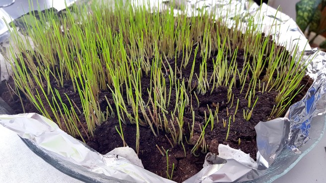 Sex dagar efter sådden.