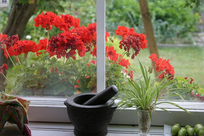 Människan är kanske på sätt och vis som en pelargon. Hon vissnar ner ibland men kommer alltid igen efter en tid, om skötseln är bra :-)