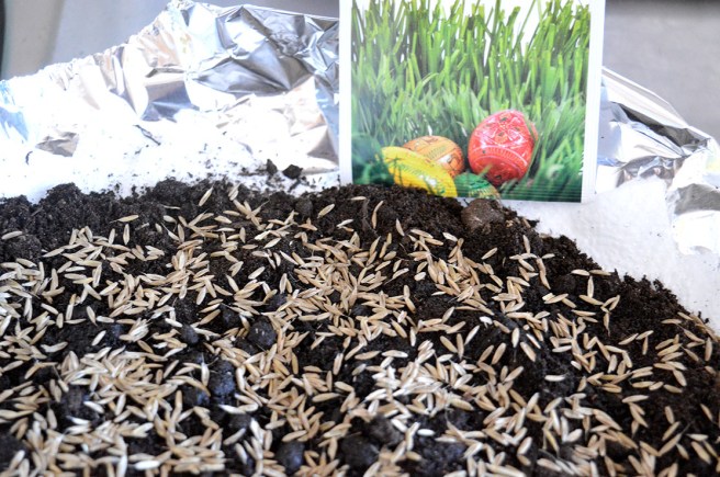 Efter cirka fem dagar borde de första stråna sticka upp.