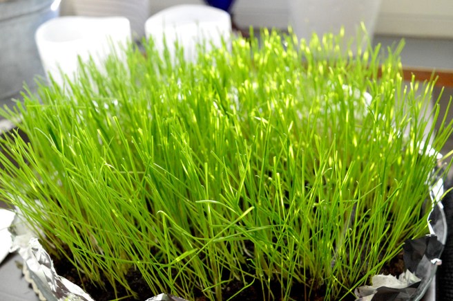 Jag är en fantastisk jordbrukare! :-D