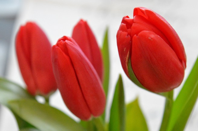 Det var väldigt svårt att bara gå förbi havet av tulpaner på Tokmanni i Gammelby i dag...