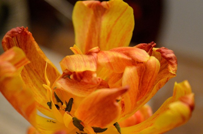 En av de utblommade tulpanerna i krukan jag köpte för snart två veckor sedan. Ett konstverk i sig.