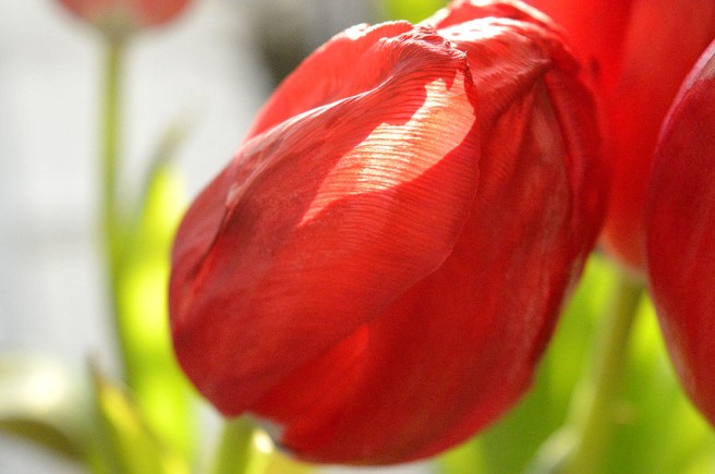 Solljuset silas genom blomman.