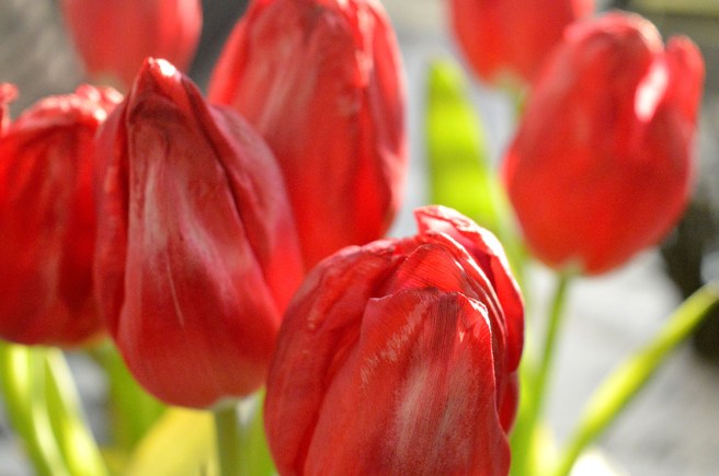 Tänk så mycket glädje man har av ett fång tulpaner.