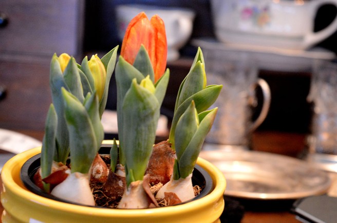 Snart, snart, snart... skjuter de mot höjden och slår ut.