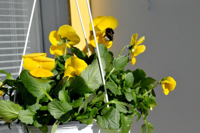 Köpte den här blomman på vårmarknaden på torget.
