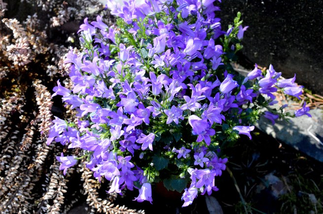 I går var det 38 år sedan min pappa gick bort. Jag var femton år gammal då. I dag är jag lika gammal som han var 1978. Man får lite perspektiv på tillvaron då man räknar åren. Det här är min blomma till honom den här våren.