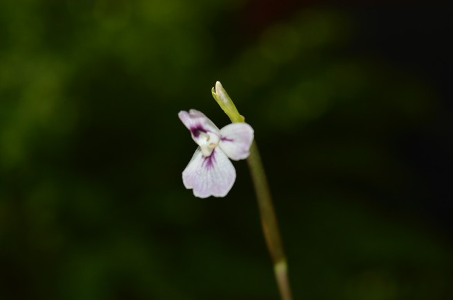 Moses stentavla blommar.