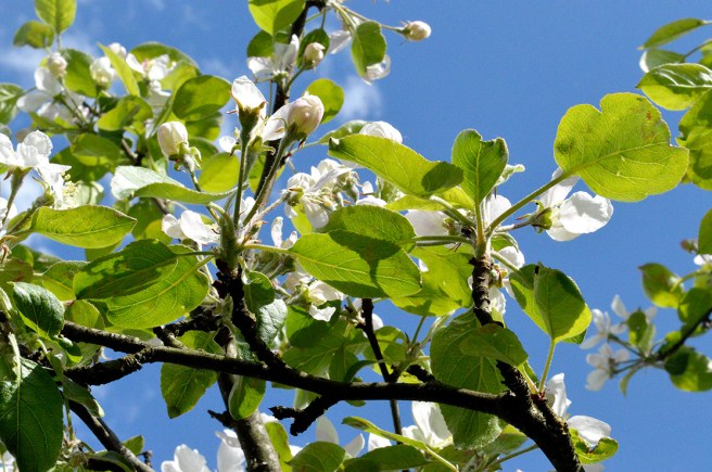Finns det något vackrare än ett gammalt äppelträd i blom?