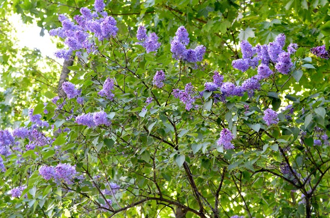 Syrenen blommar och doftar så gott.