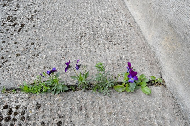 Glad_måndag_uppstickare