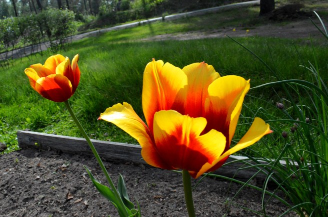 Vackra, särskilt i motsol.