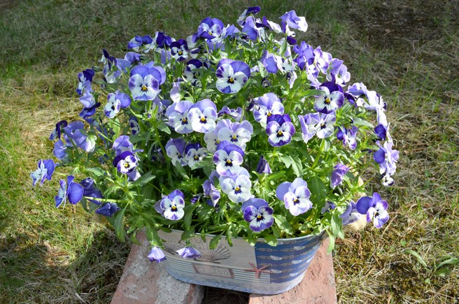 Vackert arrangemang som gläder ögat.