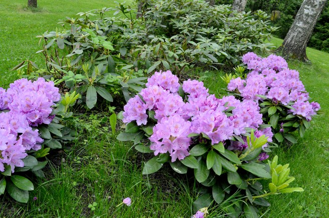 En del av rododendronbusken i full prakt.