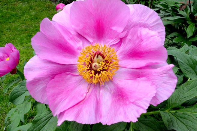 Villa_Ilenna_sibirisk-pion