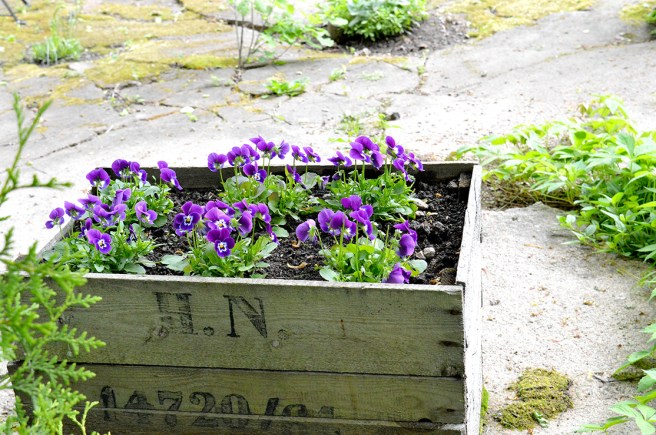 Fina planteringar blir ju alltid glad av :-)