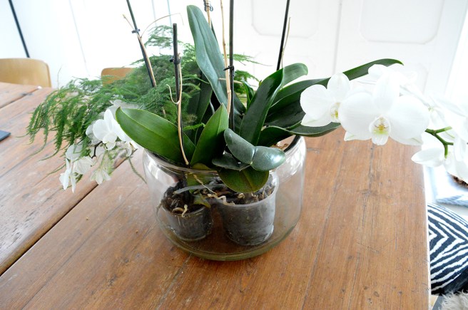 Stoppa ner två eller tre krukor med olika växter i en stor glasburk.