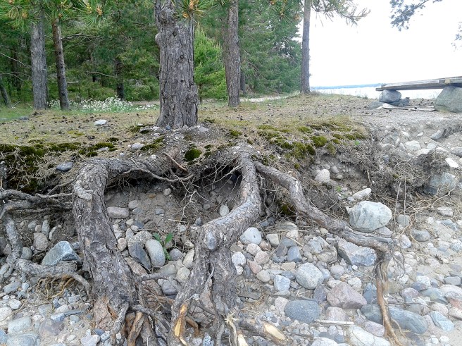 Här står trädet kvar fastän delar av stranden spolats bort.