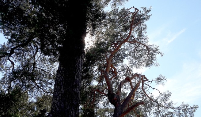 Gamla knotiga tallar är fina.