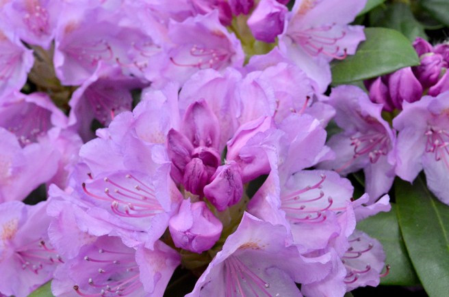 Rododendron i Engströms trädgård i Lovisa.