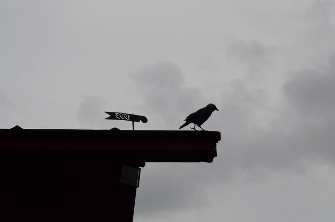 Gillar den här bilden. Hade typ tre sekunder på mig att ta den, sedan var fågel inte där mer.