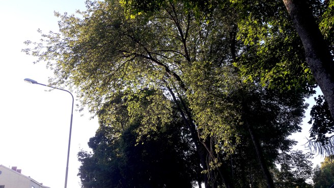 Kvällssol i Kapellparkens träd på Drottninggatan.