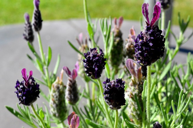 Tror det här är lavendel. Tycker blomman till höger ser ut som en påskhare :-D