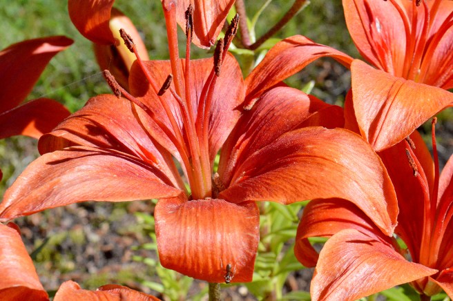 I naturen händer allt fort känns det som. Dagar och veckor rusar. Snart är det höst. Lev i nuet!