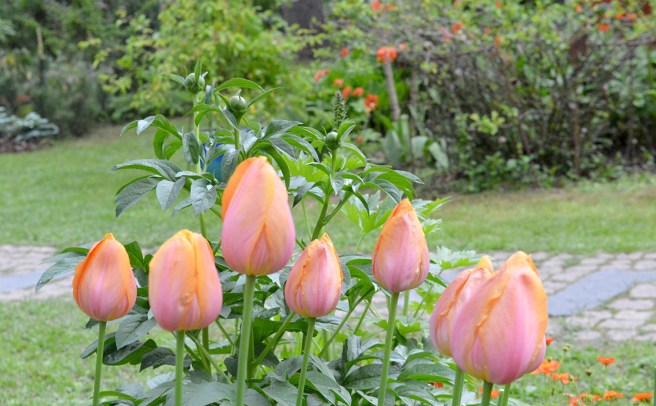 Ett fång blommor till alla som känner sig sårade av något jag skrivit, hur jag än vägt orden på guldvåg.