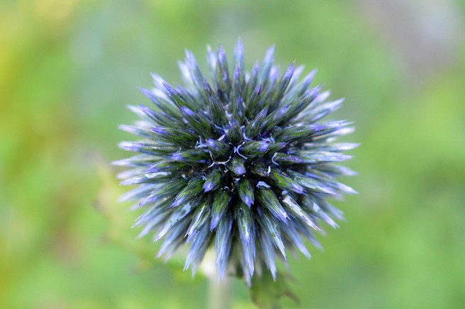 Har jag taggarna utåt? Döljer jag mitt riktiga jag? Bild tagen på trädgårdsföreningens utfärd i augusti.