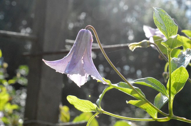 Blomma i motljus i klematisträdgården i Hyvinge, augusti 2016.