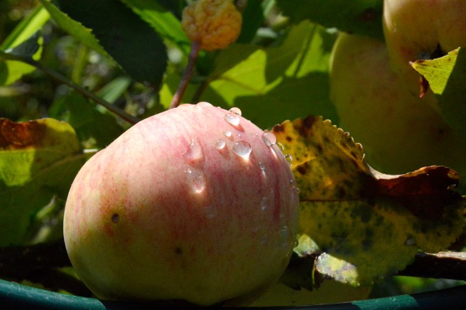 Snart är hösten här.