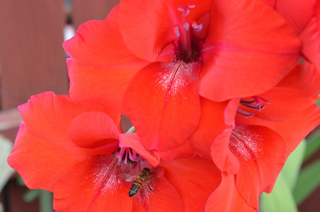 Med en av de tusentals vackra blommor som fanns på årets öppna gårdar önskar jag alla en glad stundande höst - i väntan på LHH 2017!