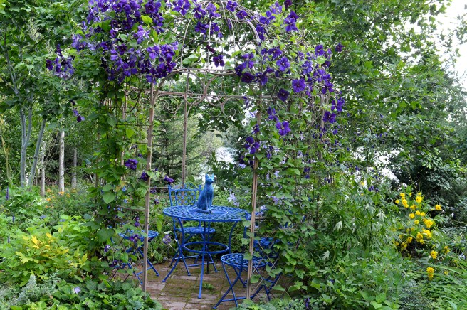 Magnolia_klematis_katt_1