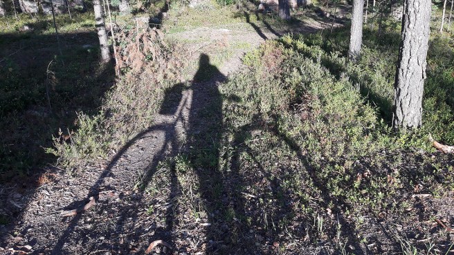 Skuggorna blir längre om kvällarna.