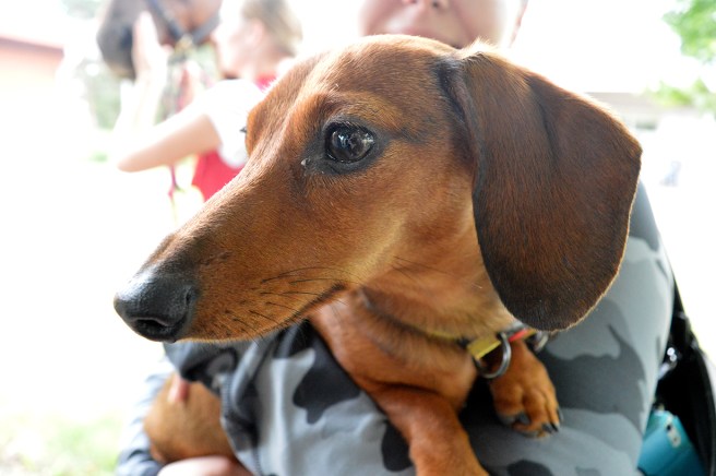 Underbara lilla Kerttu är en fin vän för många på ett seniorboende.