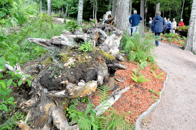 En stubbträdgård hade jag aldrig sett förr.