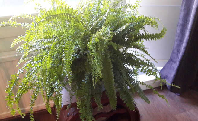 Jämn fuktighet tror jag den här växten vill ha.