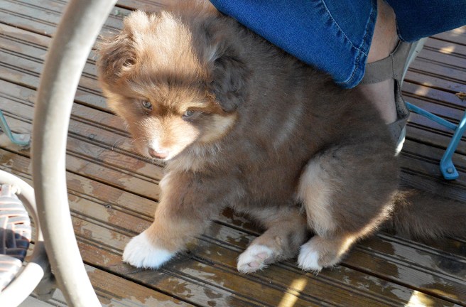 På en gård fanns en finsk lapphund som var sex veckor gammal. Om jag nu minns rasen rätt...