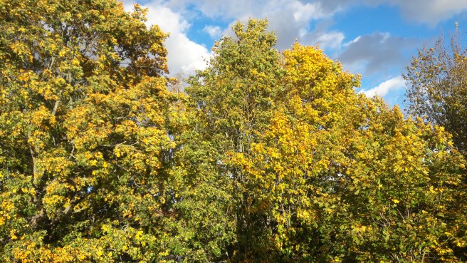 Tror att det alltid är vackert här.