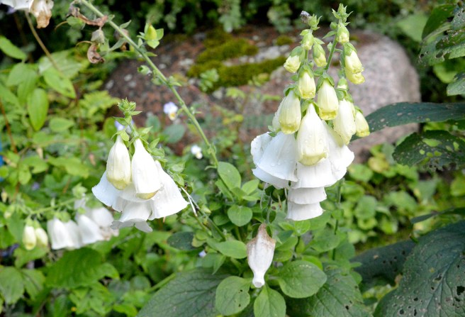 Har inte hunnit fotografera så mycket annat än bilder till mina artiklar och andra jobb... så det får bli en symbolbild, ytterligare ett minne från Trädgårdsföreningens utfärd. Någon sa att den här växten är giftig, men jag minns inte vad blomstret heter.