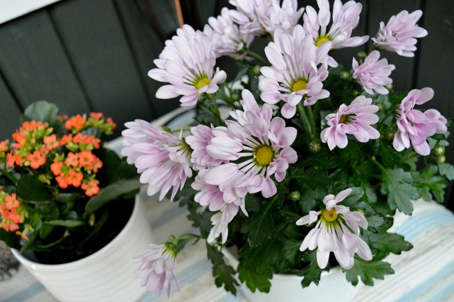 Har hållit sig i tre veckor.