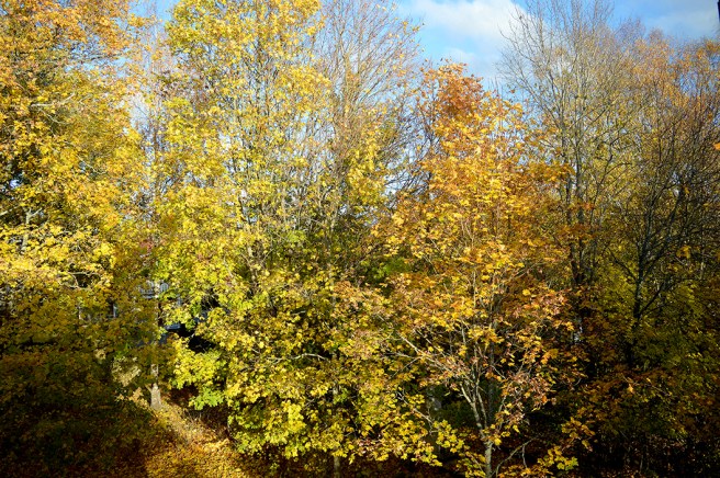 Onekligen vackra färger i naturen just nu.