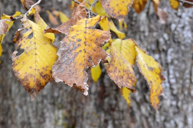 Också löv som håller på att vissna är vackra.
