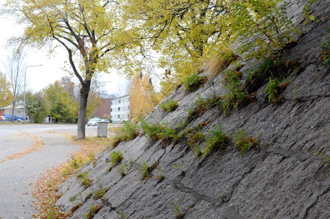 En av höstens arkivbilder. Gräs trotsar sten, under infartsbron i Lovisa.