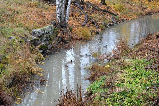 Änderna kvackade högt och ljudligt där de simmade i den västra förgreningen av ån.