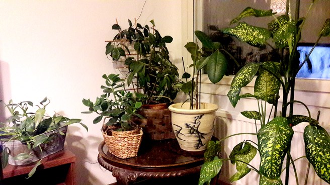 Många växter kräver omsorg, tid och tålamod.