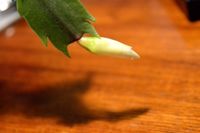 En knopp jag gläds över!