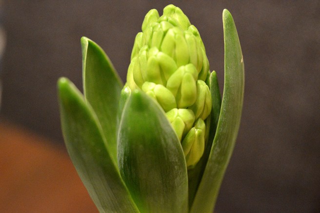 I affären hittade jag också hyacinter, så den här som ska bli vit blev årets första. Älskar dem.