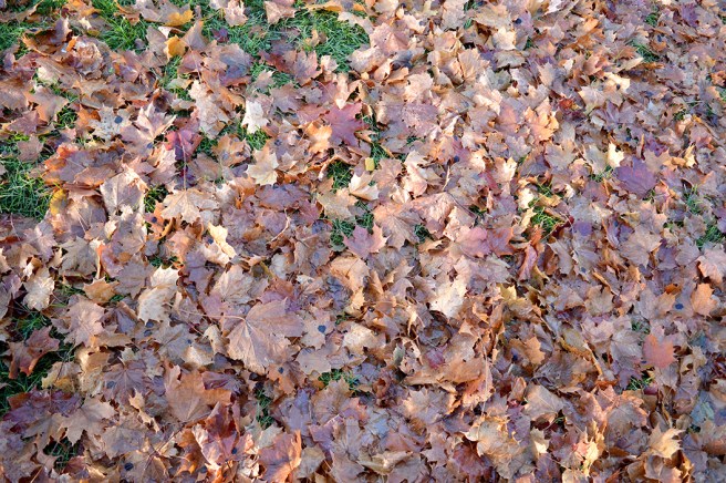 Snart vilar de här under ett täcke av snö.